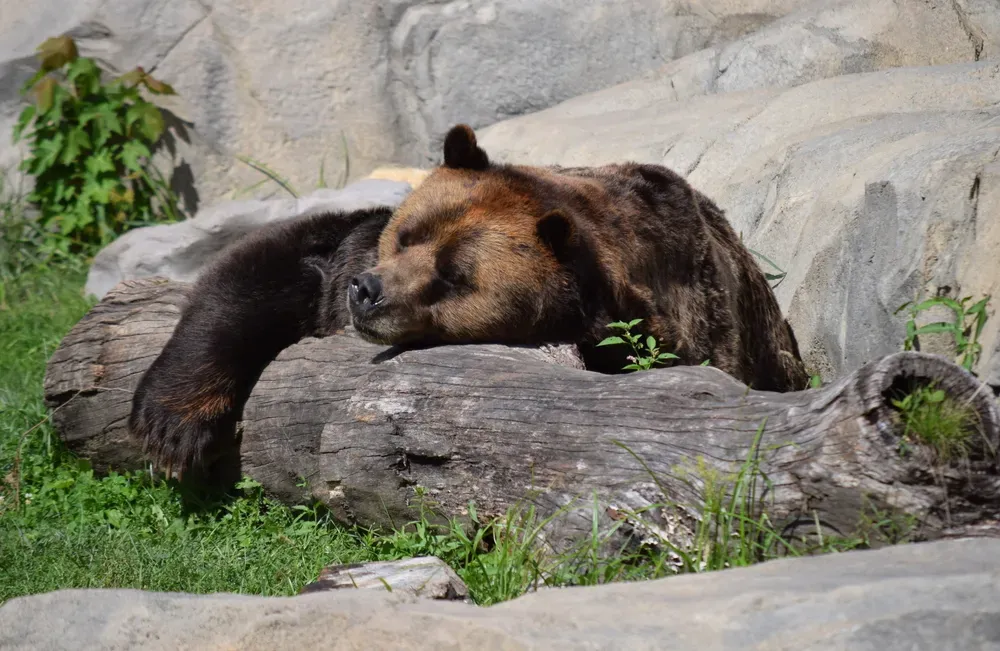 Brookfield zoo